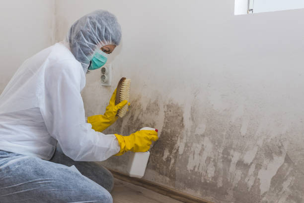 Fabens, TX Mold Remediation Company