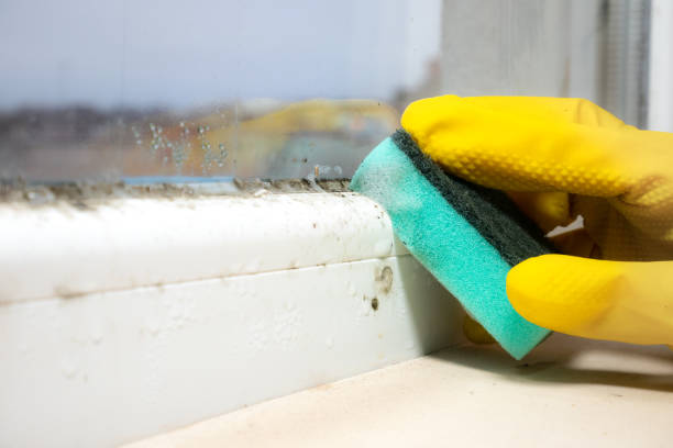 Best Mold Testing and Inspection Services in Fabens, TX