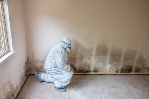 Best DIY Mold Remediation Support Services in Fabens, TX