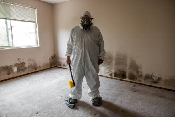 Best Basement Mold Remediation in Fabens, TX