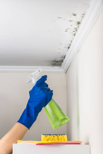 Best HVAC Mold Remediation in Fabens, TX