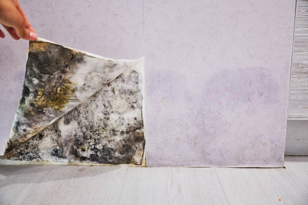 Best Mold Remediation for Specific Building Types in Fabens, TX